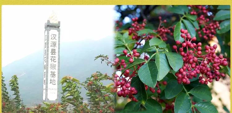 五大植物香料，让天府棒棒鸡韵味无穷