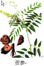 常见中草药祛除难缠*疮痤**