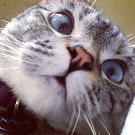 健康养护——关注猫咪科学用药(家庭常用药指南,感冒药是毒药)