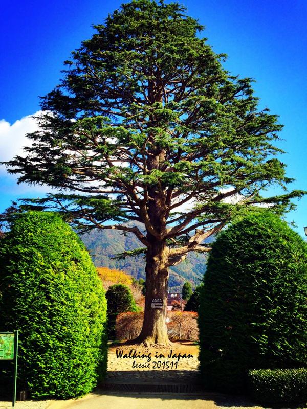 霓虹国秋日暴走之旅,漫步日本旅行游记