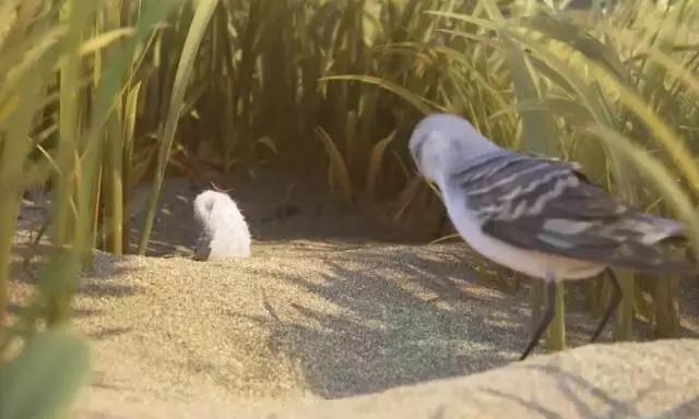 鸟是好鸟就是话多这幅图表达什么,鸟是好鸟是什么梗