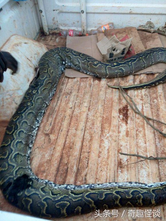 我在非洲工作的日子，给大家介绍下非洲的风土人情