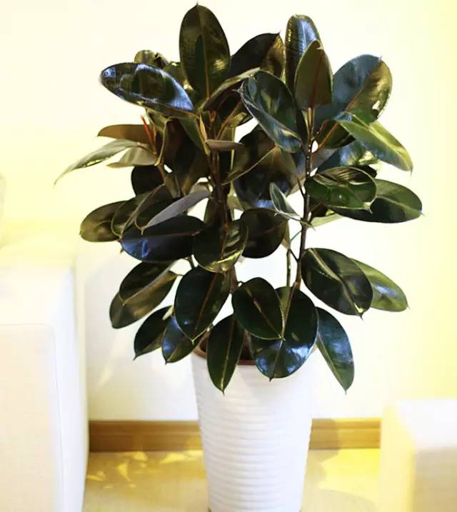 什么植物可以吸收甲醛和毒气,吸收室内有毒物质哪种植物最好