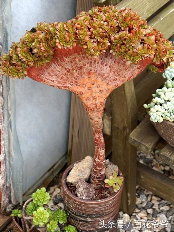 老肉友手把手教你学会韩国进口多肉的定植方法（配图哟！）