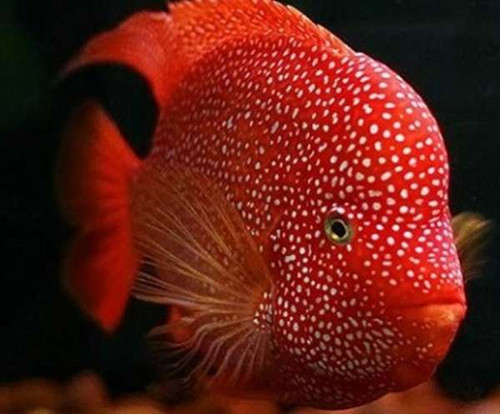 罗汉鱼死了是什么原因,罗汉鱼死的原因