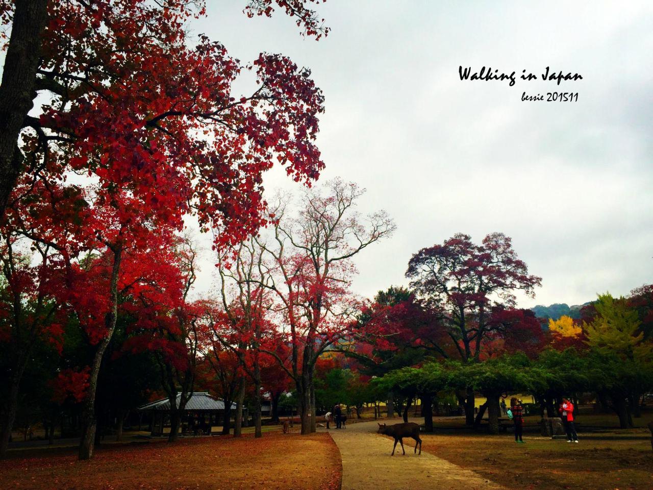 霓虹国秋日暴走之旅,漫步日本旅行游记
