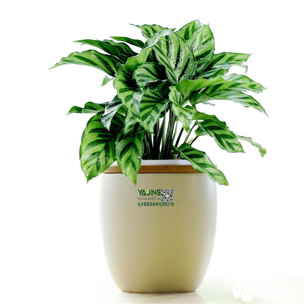 可以净化空气的室内盆栽植物,什么植物净化空气能力最强室内