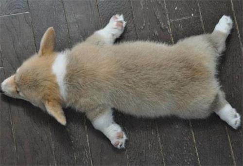 从来不跟狗打交道的星座,狗跟星座的关系