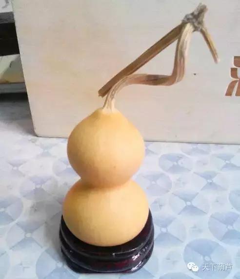 怎么人工修正葫芦,怎么鉴别葫芦是否去皮