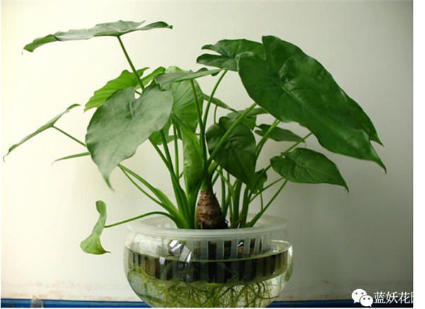 可以净化空气的室内盆栽植物,什么植物净化空气能力最强室内