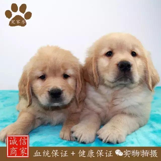 狗狗的常见疾病及日常护理知识大全铲屎官们的福利