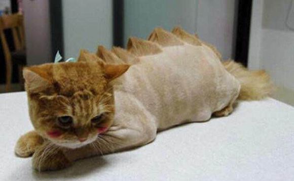 加健康资讯：那里太过茂盛该怎么办