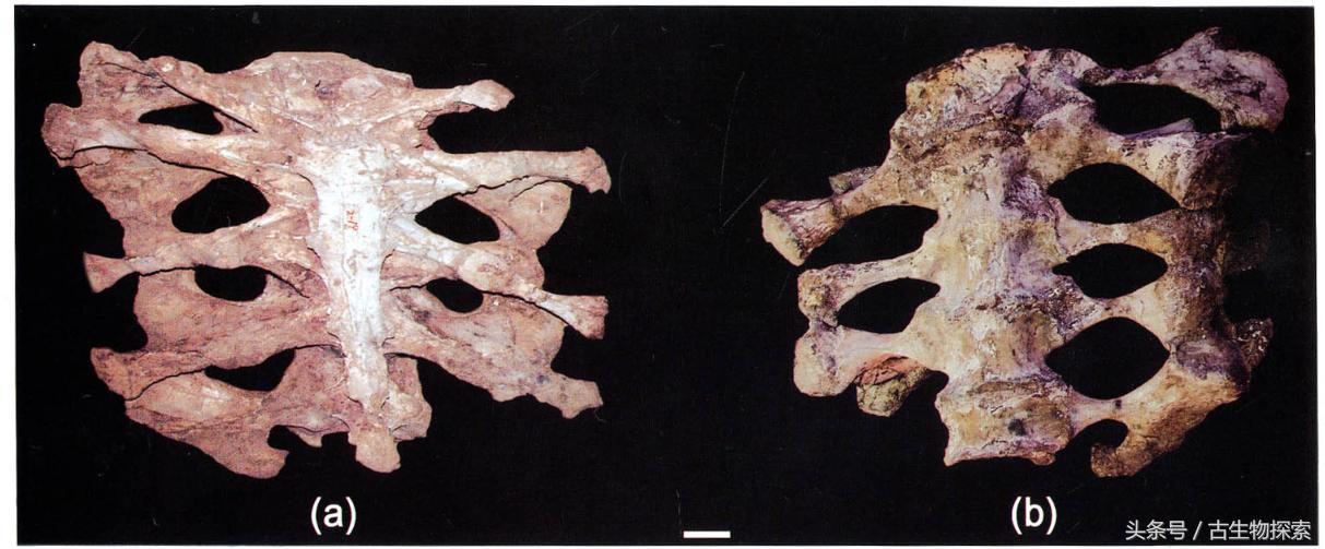恐龙黄河巨龙,史前中国十大恐龙