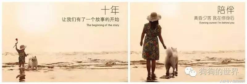 狗狗吐了怎么办,狗狗流鼻涕呕吐最快解决办法