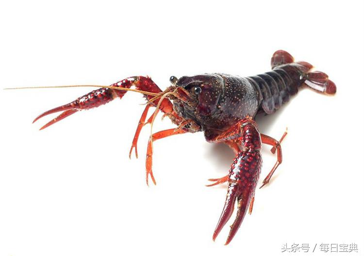 舌尖上的龙虾,品尝正宗龙虾美食的感受