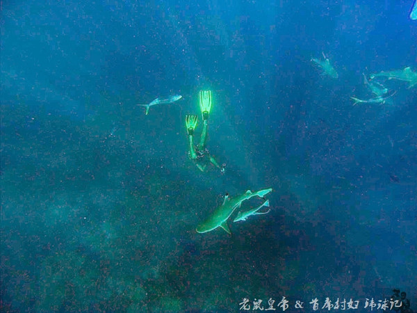 帕劳海底世界完整视频,帕劳潜水遇到的海底生物
