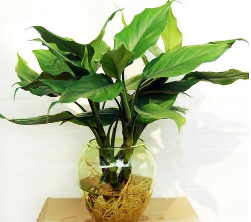 什么植物可以吸收甲醛和毒气,吸收室内有毒物质哪种植物最好