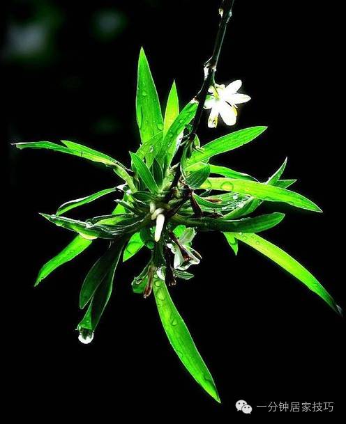 适合在屋里养有利于健康的植物,家里种植什么植物有助于健康