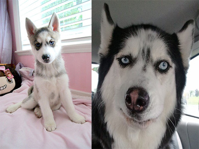 这是一只暖心的哈士奇你们见过吗,这是一只很通人性的哈士奇