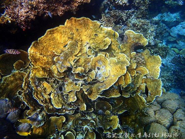 帕劳海底鲨鱼图片大全,帕劳海洋奇观之谜