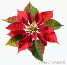 平常的日子送什么花比较好,夏秋季节送什么花合适呢