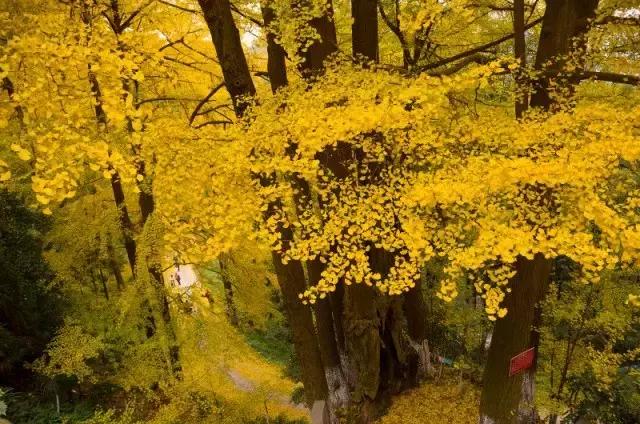 成都寺庙看银杏最美的地方,成都市最美银杏树在什么位置
