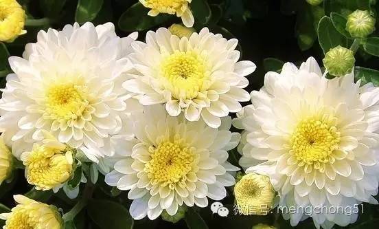 猫咪对哪些植物有毒,对猫咪有毒的植物