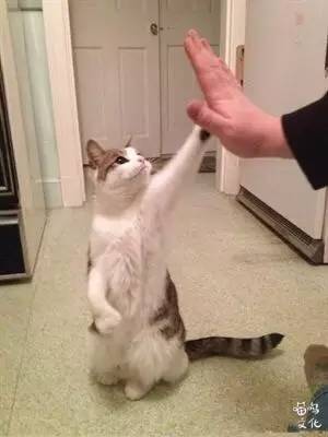 猫咪过于调皮如何调教,铲屎官进来看