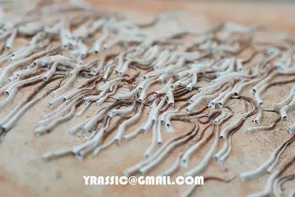 又双叒叕吃人家生殖腺！老不要脸了