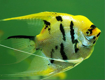 10句养鱼常用的“黑话”，你都知道吗？