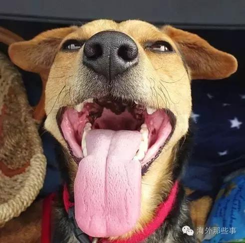 被猫咪咬伤的症状有哪些,被猫咪咬伤后怎么处理是正确的