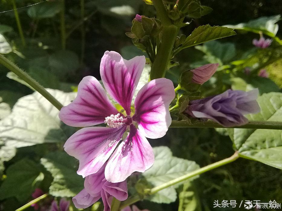 华为平板m3系统升级,华为平板m3电脑模式