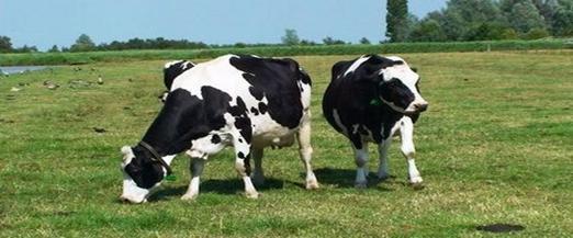 奶粉代理商的商机,奶粉代理商怎么选