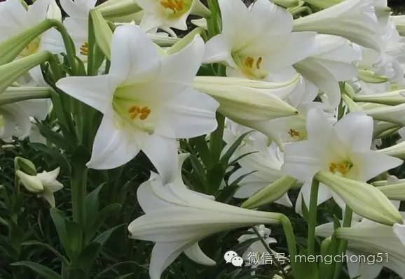 对猫咪有毒的植物有哪些？猫咪误食毒性植物怎么办？