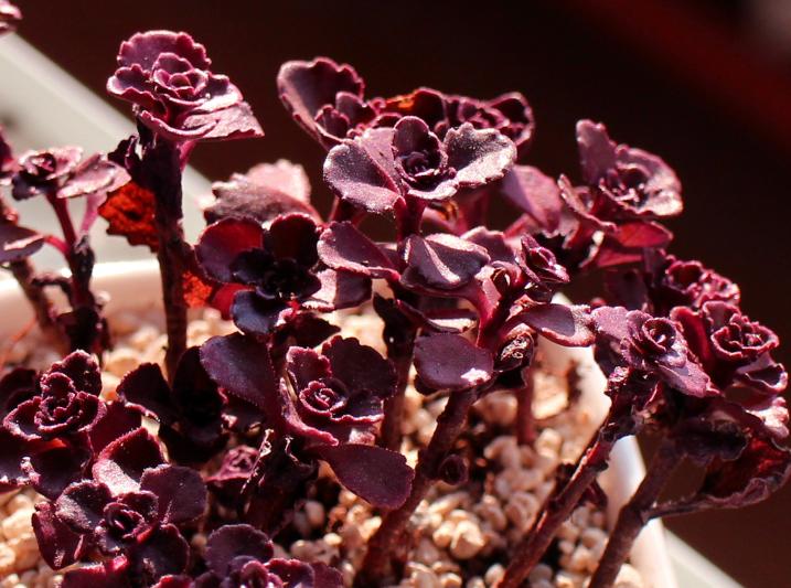 如何让多肉养好根,多肉植物过冬篇掌握好几点小技巧