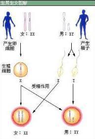 ella二胎是男孩还是女孩,ella说的生男孩有依据吗