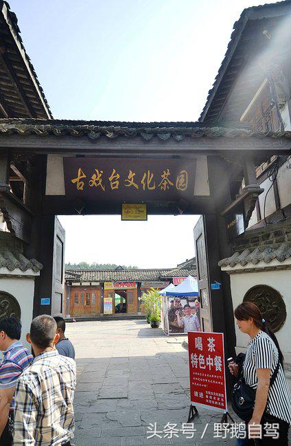 新疆野鹅自驾游视频,野鹅圣诞节自驾游