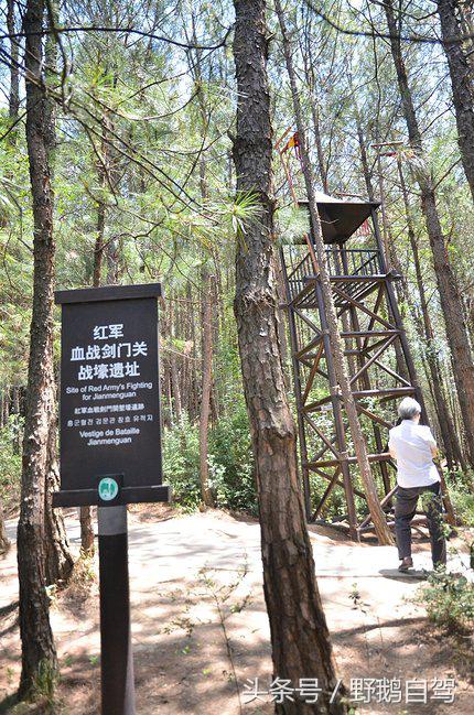 新疆野鹅自驾游视频,野鹅圣诞节自驾游