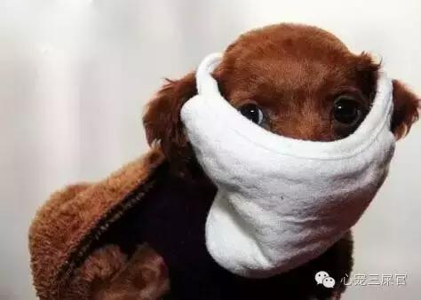 14岁的狗狗成天咳是什么原因,狗狗一直咳嗽还咳出血怎么回事