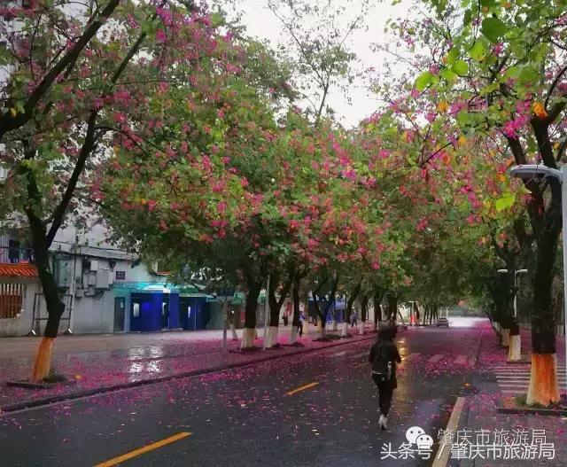 西大下了一场雨,美翻了整个肇庆!