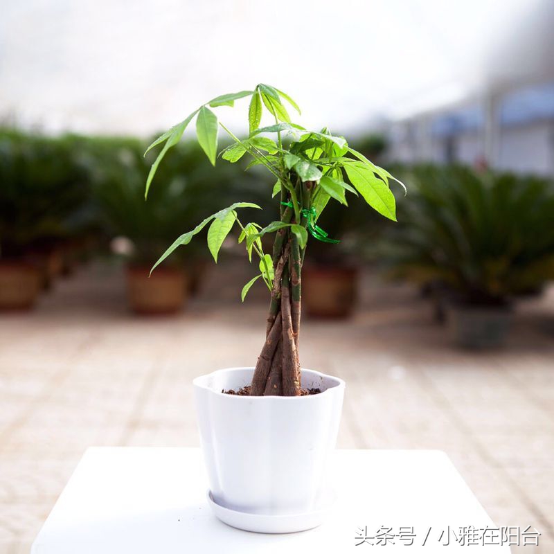 发财树叶子黄了怎么养殖,发财树叶子黄了怎么养护