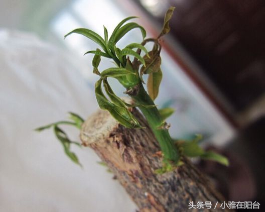 发财树叶子黄了怎么养殖,发财树叶子黄了怎么养护