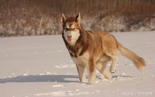 狗狗拉稀呕吐不吃东西怎么办,狗狗不吃饭呕吐没精神怎么办