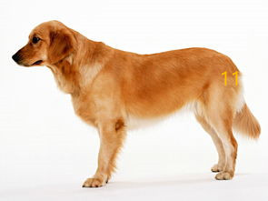 猜十二生肖动物谜语大全及答案,十二生肖最甜甜蜜蜜的生肖谜语