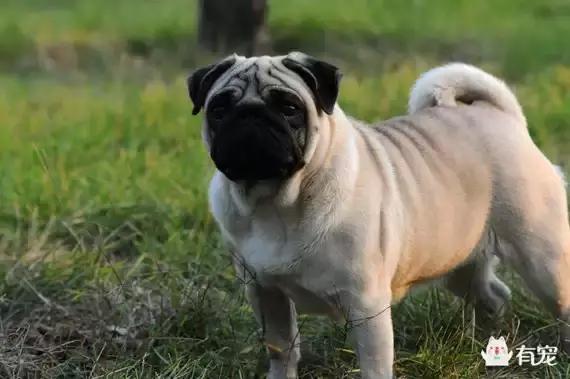 八哥犬瘦的很是什么原因,巴哥犬胖了