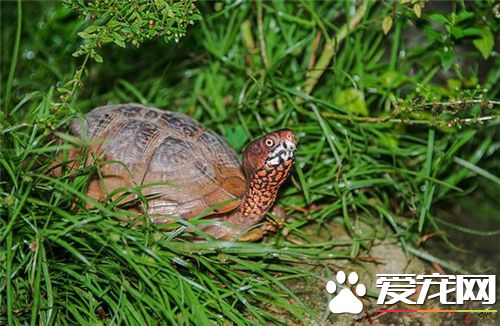 鱼缸养龟的种类有哪些,一般鱼缸养龟都养什么龟