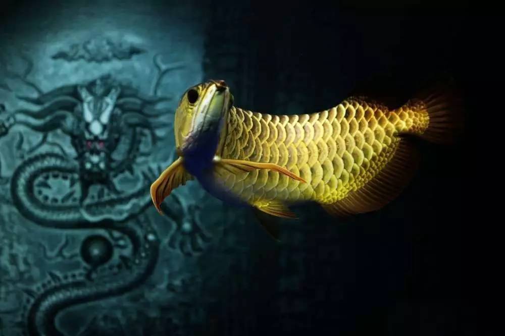 我爱龙鱼，为之疯狂