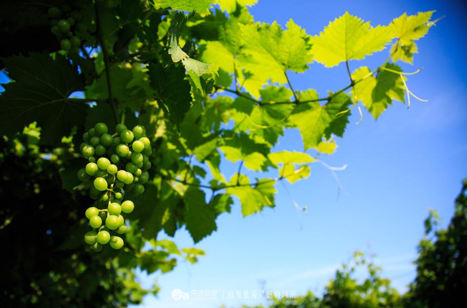 威龙葡萄,威龙葡萄酒庄园