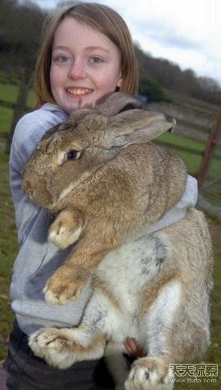 世界上最强的灵长类动物,盘点世界上怪异的巨大动物