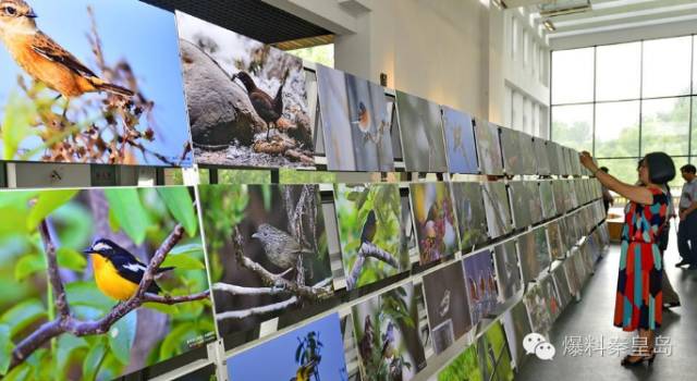 秦皇岛观鸟最有名的鸟,秦皇岛有哪些鸟